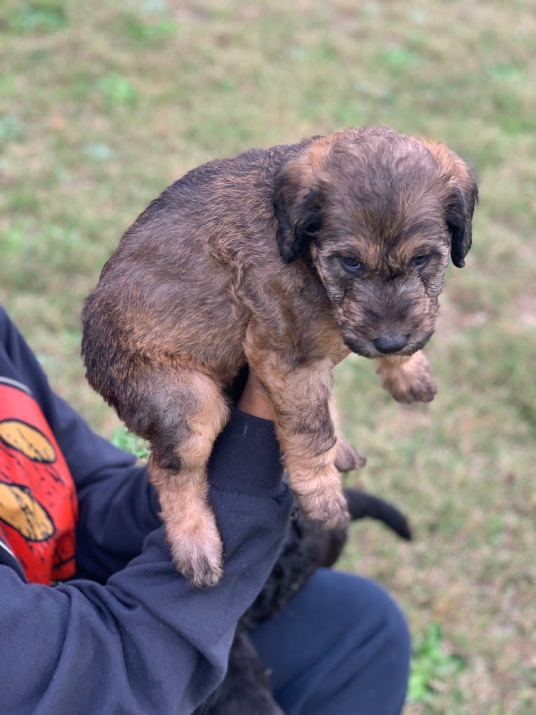 Molly, a Poodle (Standard) and Labrador Retriever mix tested with EmbarkVet.com