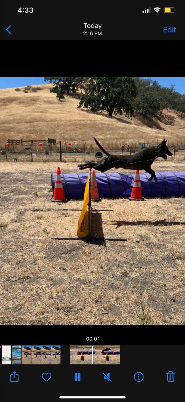 Static, a Dutch Shepherd tested with EmbarkVet.com