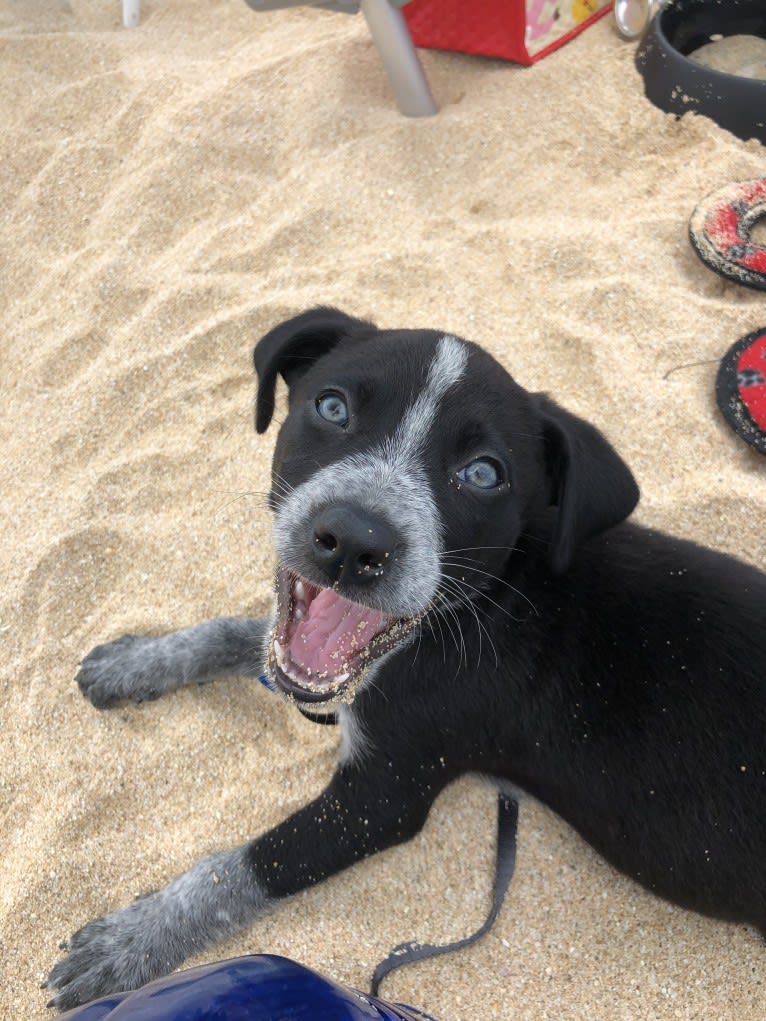 Gus, an Australian Shepherd and Australian Cattle Dog mix tested with EmbarkVet.com