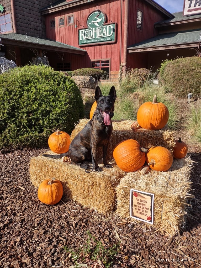 Static, a Dutch Shepherd tested with EmbarkVet.com