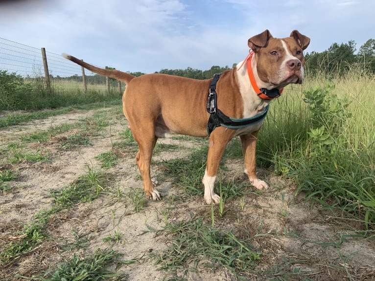 Buddy, an American Pit Bull Terrier and American Bulldog mix tested with EmbarkVet.com