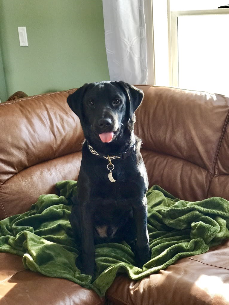 Gus, an English Springer Spaniel and Labrador Retriever mix tested with EmbarkVet.com