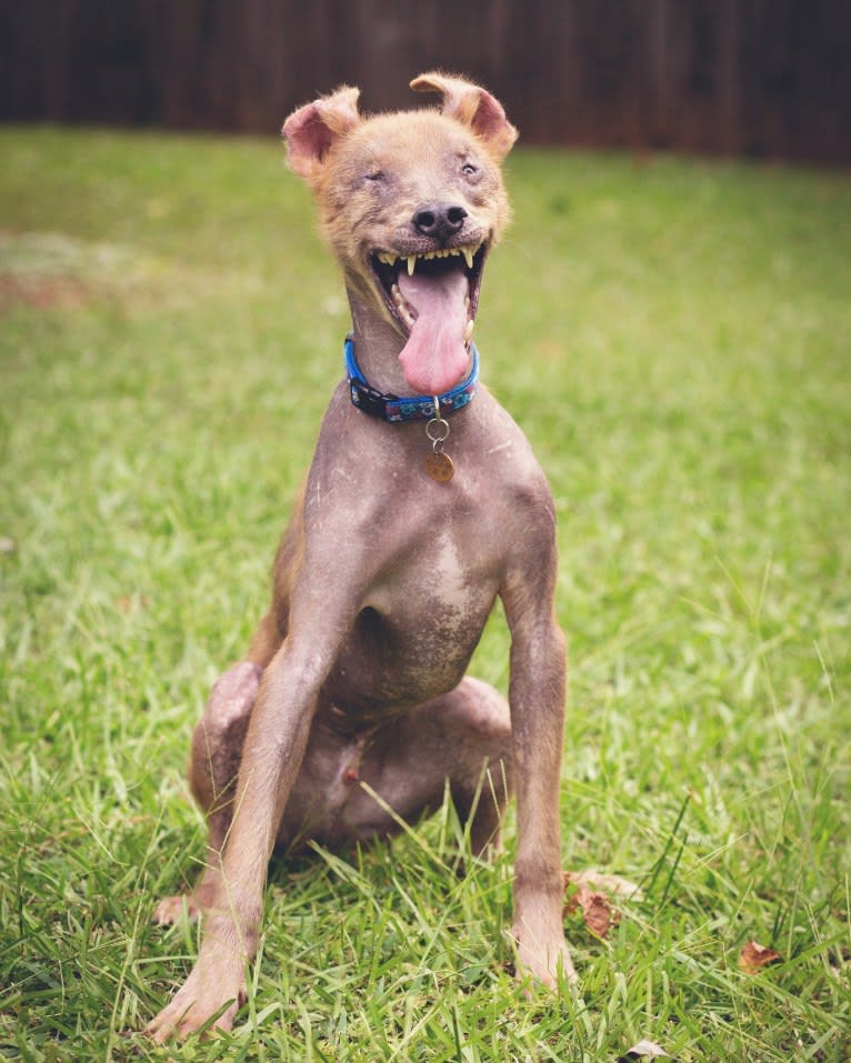 Chupey, an American Pit Bull Terrier and Rottweiler mix tested with EmbarkVet.com