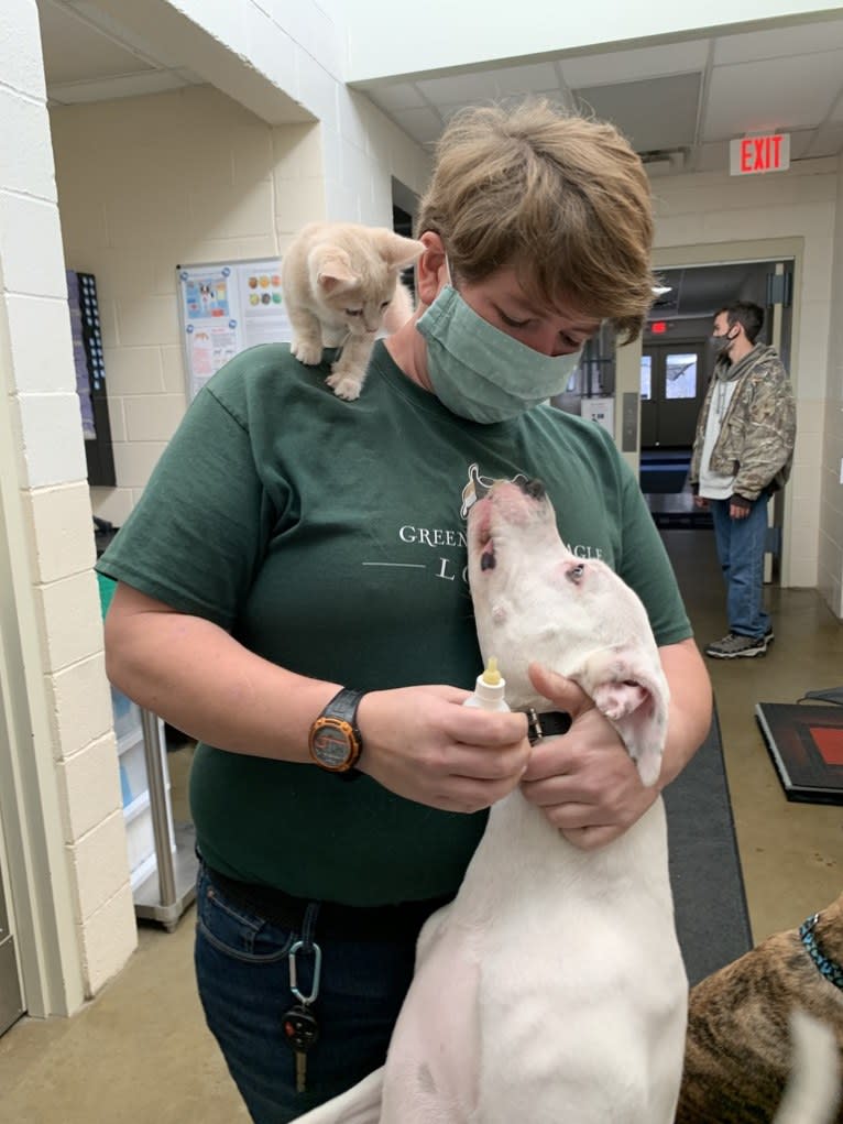 Tiptoe, an American Pit Bull Terrier and Great Pyrenees mix tested with EmbarkVet.com