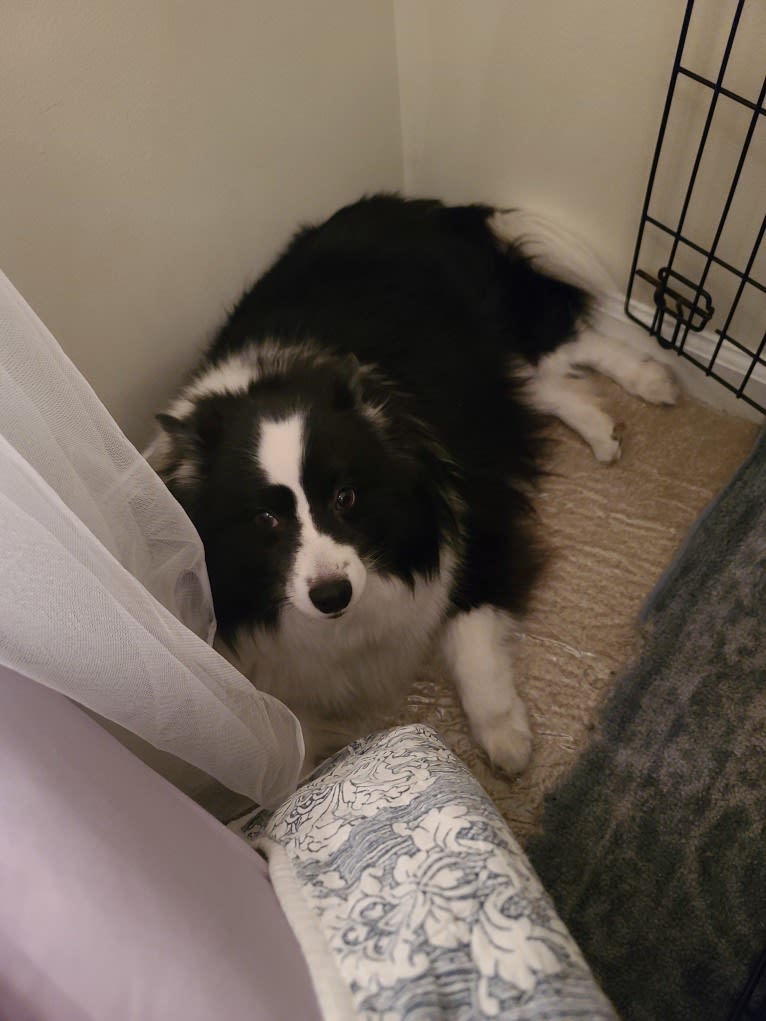 Rocko, an American Eskimo Dog and Shetland Sheepdog mix tested with EmbarkVet.com