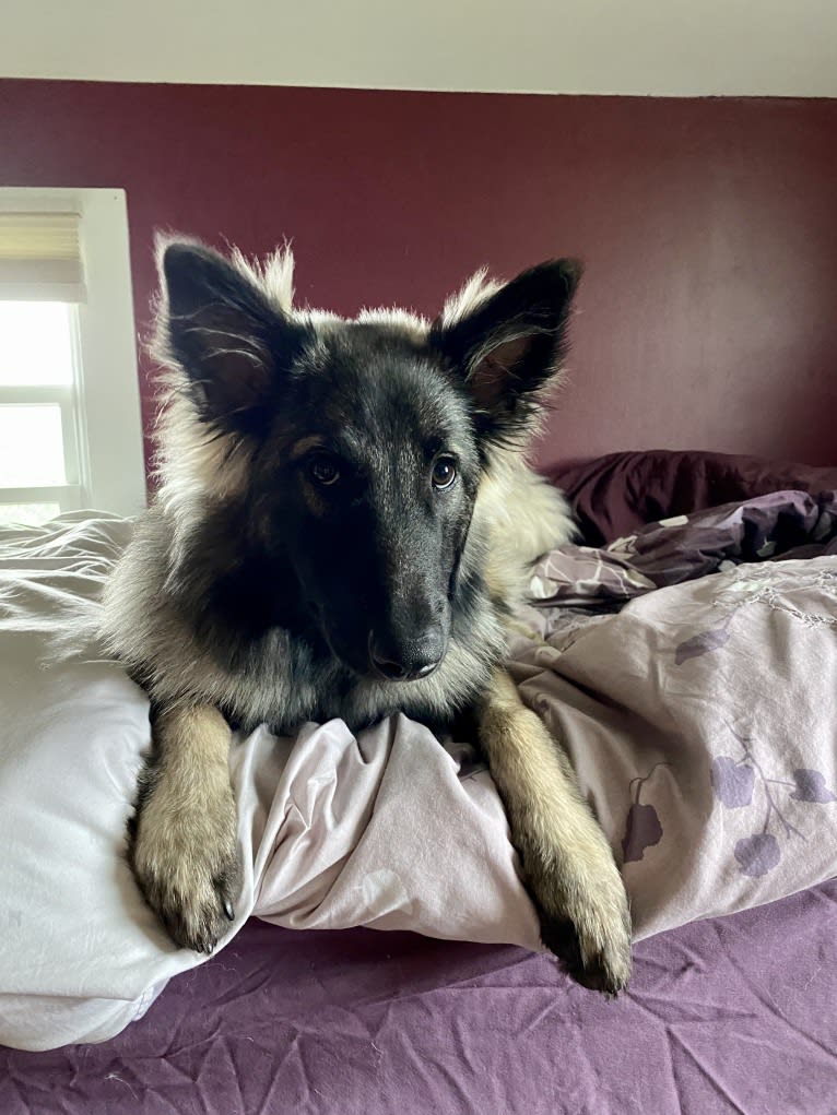 Selkie, a Belgian Shepherd tested with EmbarkVet.com