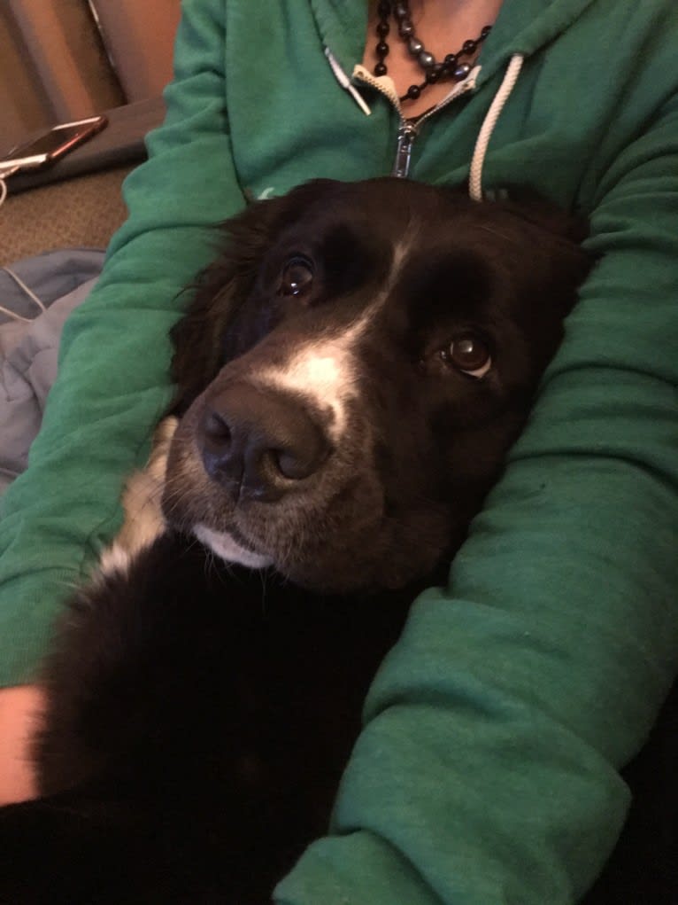 Izzy, a Saint Bernard and Labrador Retriever mix tested with EmbarkVet.com