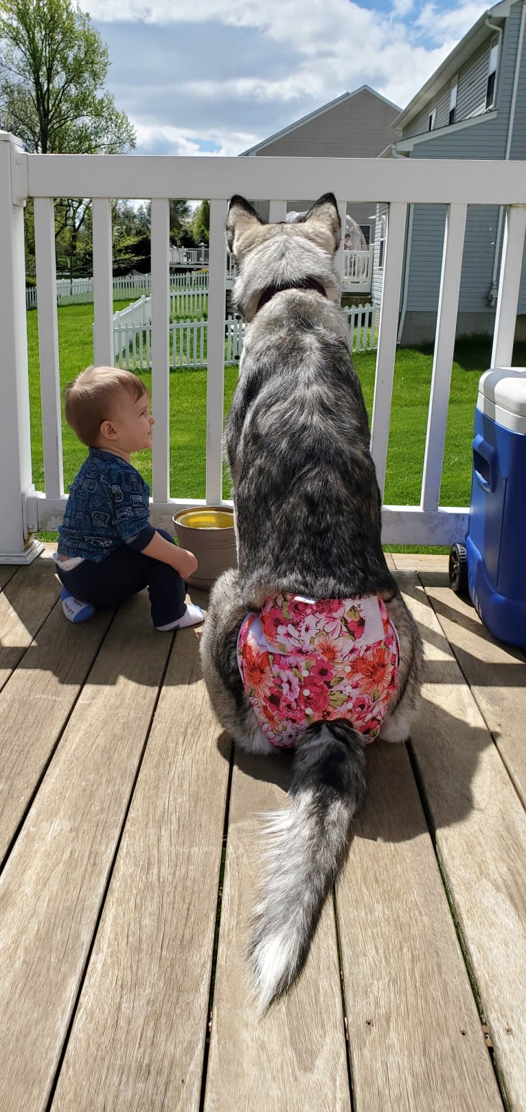 Kimber, an Alaskan Malamute tested with EmbarkVet.com