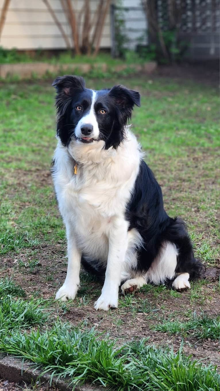 Willow, an Australian Shepherd and Border Collie mix tested with EmbarkVet.com