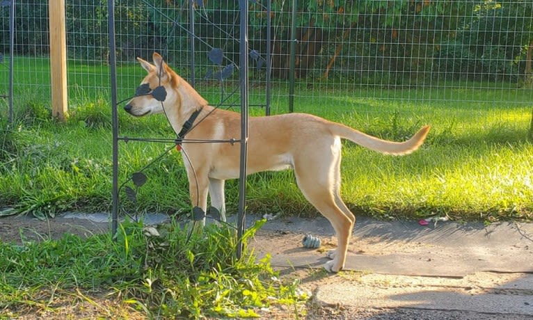 Bones, a Carolina Dog tested with EmbarkVet.com