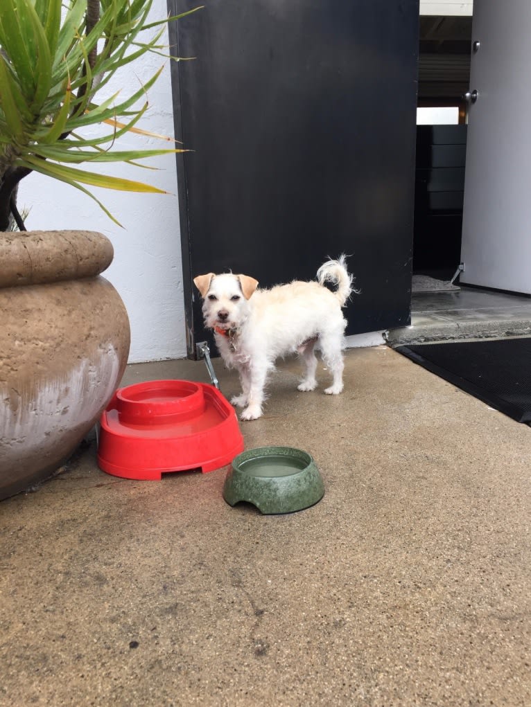 Charlie, a Miniature Schnauzer and Chihuahua mix tested with EmbarkVet.com