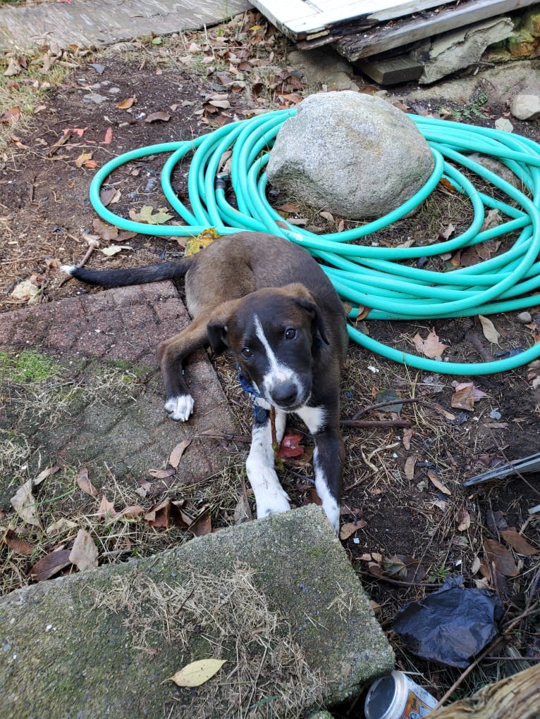 Boomer, an American Pit Bull Terrier and Labrador Retriever mix tested with EmbarkVet.com