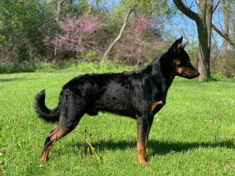 Ragar, a Beauceron tested with EmbarkVet.com