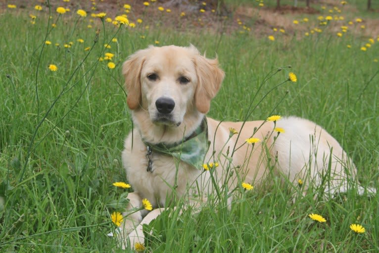 Tillie, a Newfoundland and Golden Retriever mix tested with EmbarkVet.com