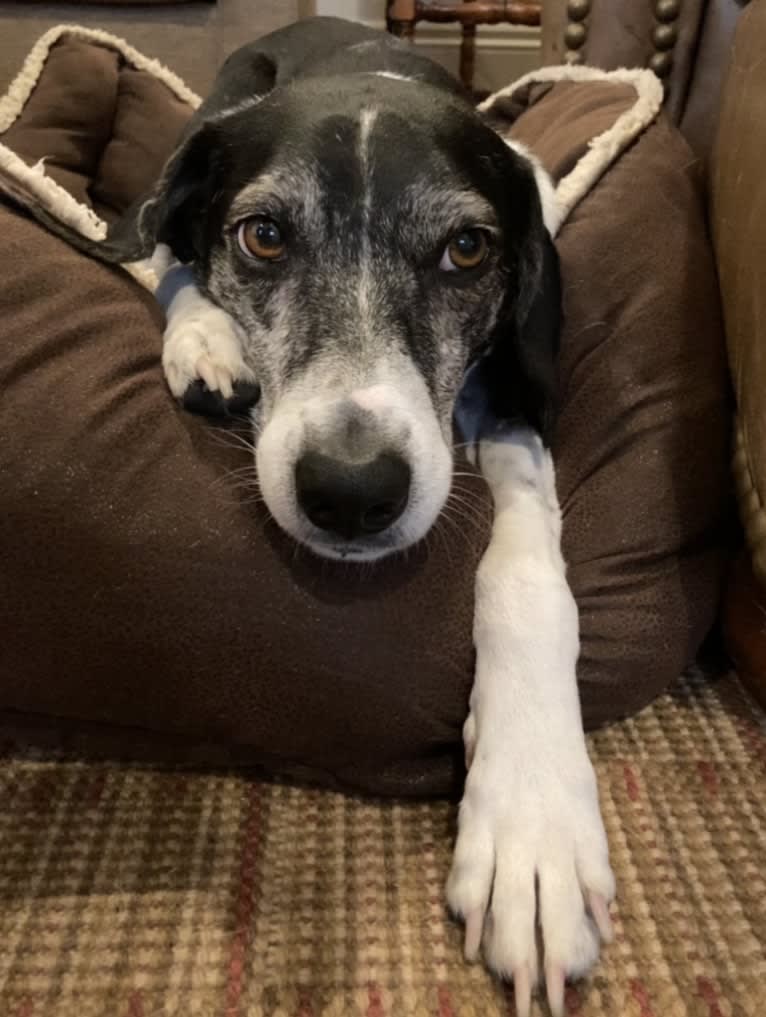 Jasper, a Mountain Cur tested with EmbarkVet.com