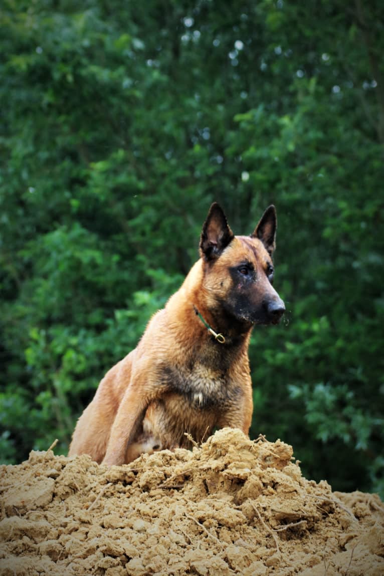 New Kid from Mike's Place, a Belgian Shepherd tested with EmbarkVet.com
