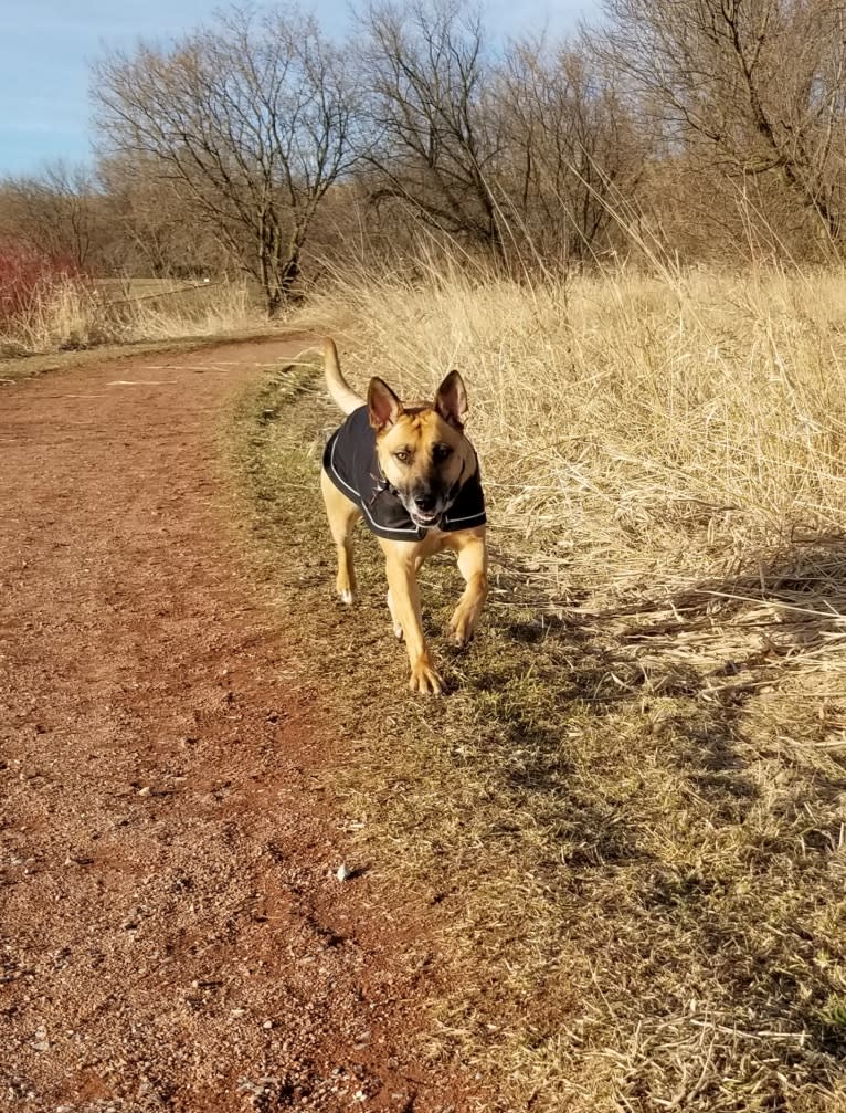 Kya, a German Shepherd Dog and American Pit Bull Terrier mix tested with EmbarkVet.com