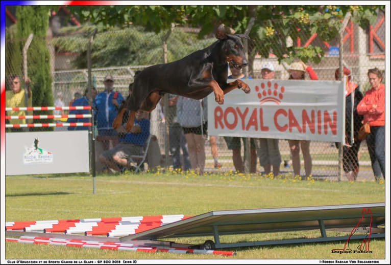 Roreck, a Doberman Pinscher tested with EmbarkVet.com