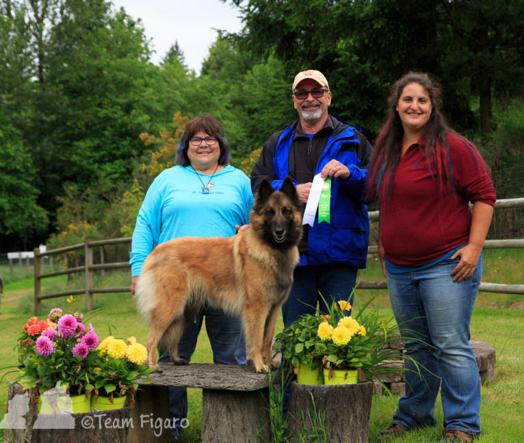 Tuarie, a Belgian Shepherd tested with EmbarkVet.com