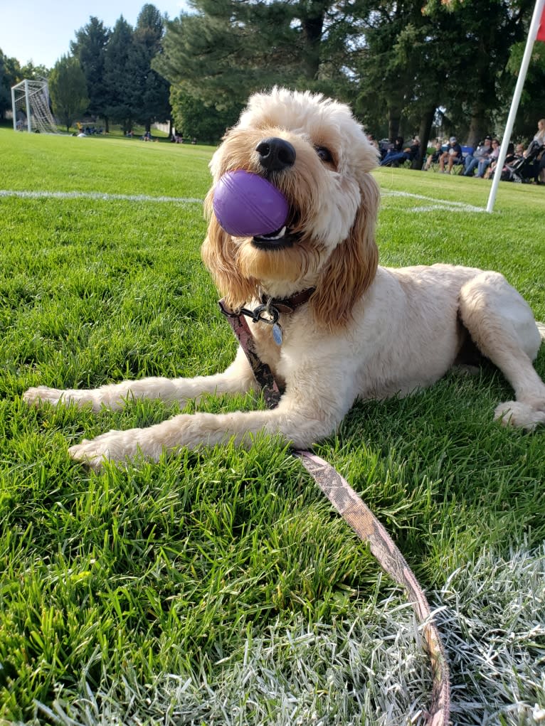 Willow, a Goldendoodle tested with EmbarkVet.com