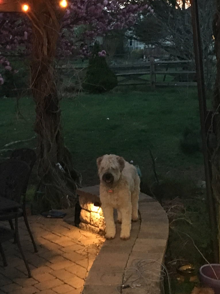 Desmond, a Soft Coated Wheaten Terrier tested with EmbarkVet.com