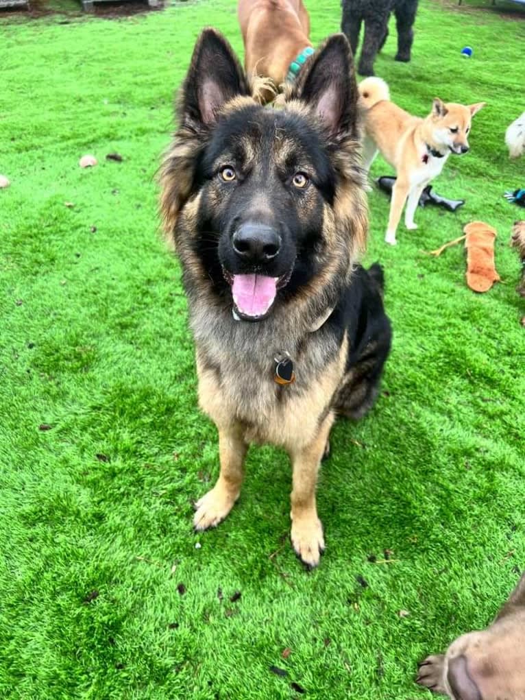 Onyx, a German Shepherd Dog tested with EmbarkVet.com