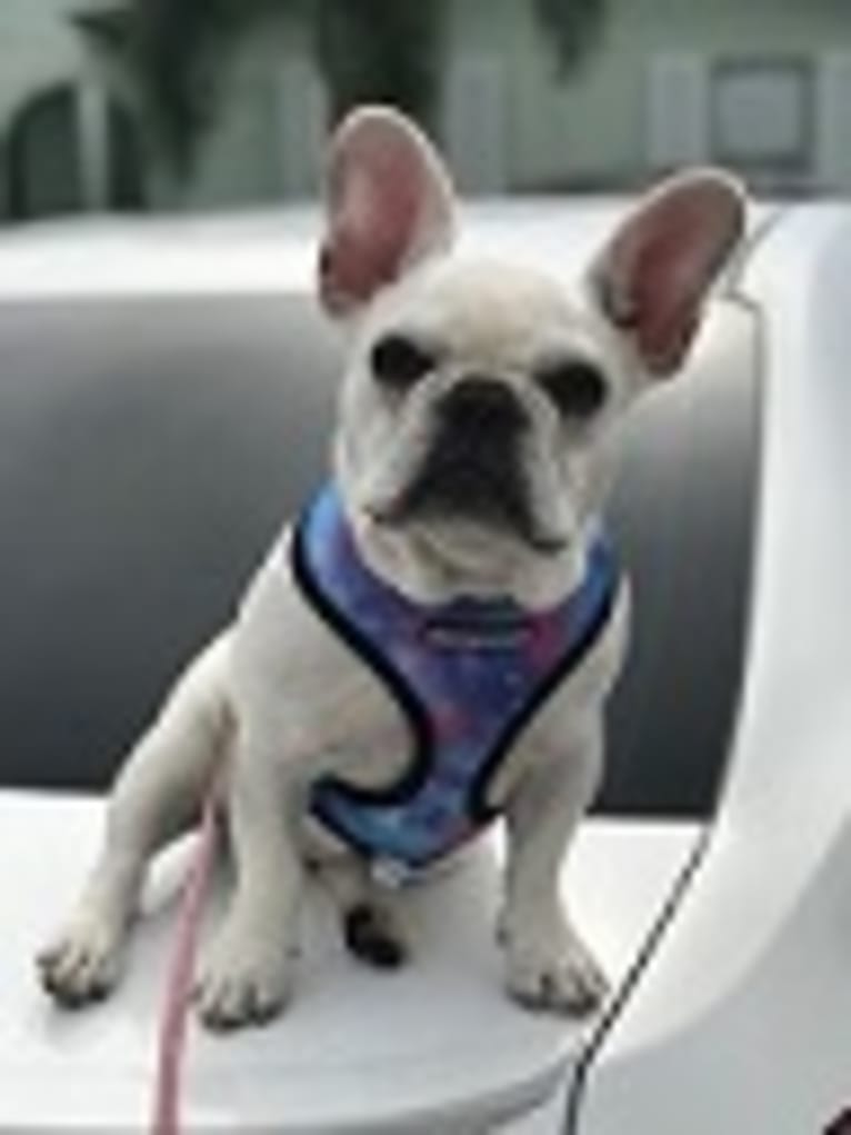 luna, a French Bulldog tested with EmbarkVet.com