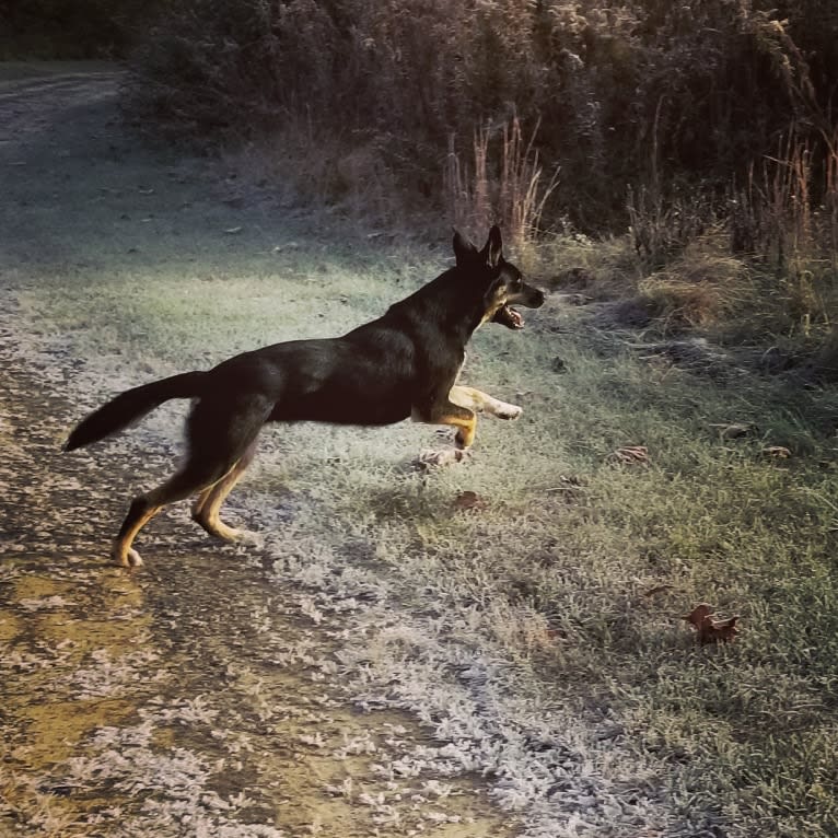 Josie, a Siberian Husky and German Shepherd Dog mix tested with EmbarkVet.com