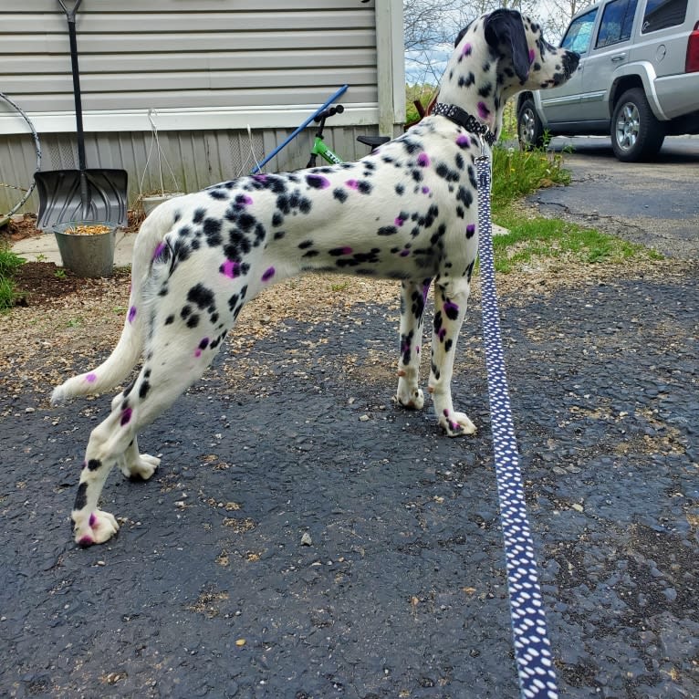 Firefly, a Dalmatian tested with EmbarkVet.com