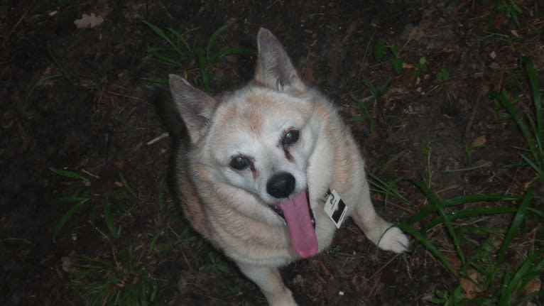 Lassie, a Pomeranian and Rat Terrier mix tested with EmbarkVet.com