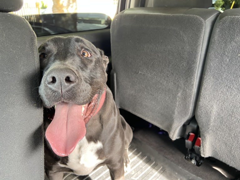 Jagger, an American Bully and American Bulldog mix tested with EmbarkVet.com