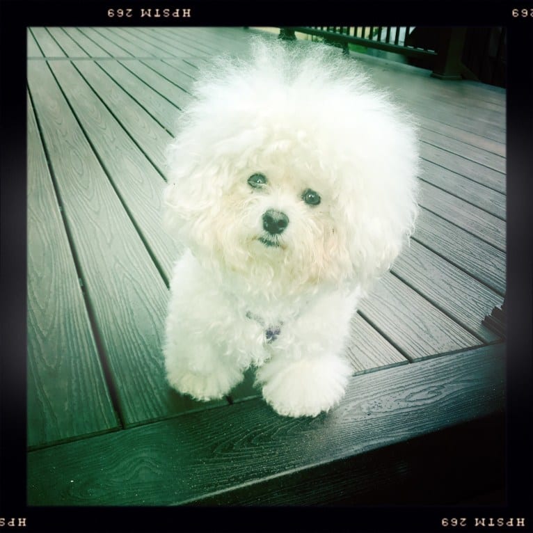 Charlotte Elizabeth, a Bichon Frise tested with EmbarkVet.com