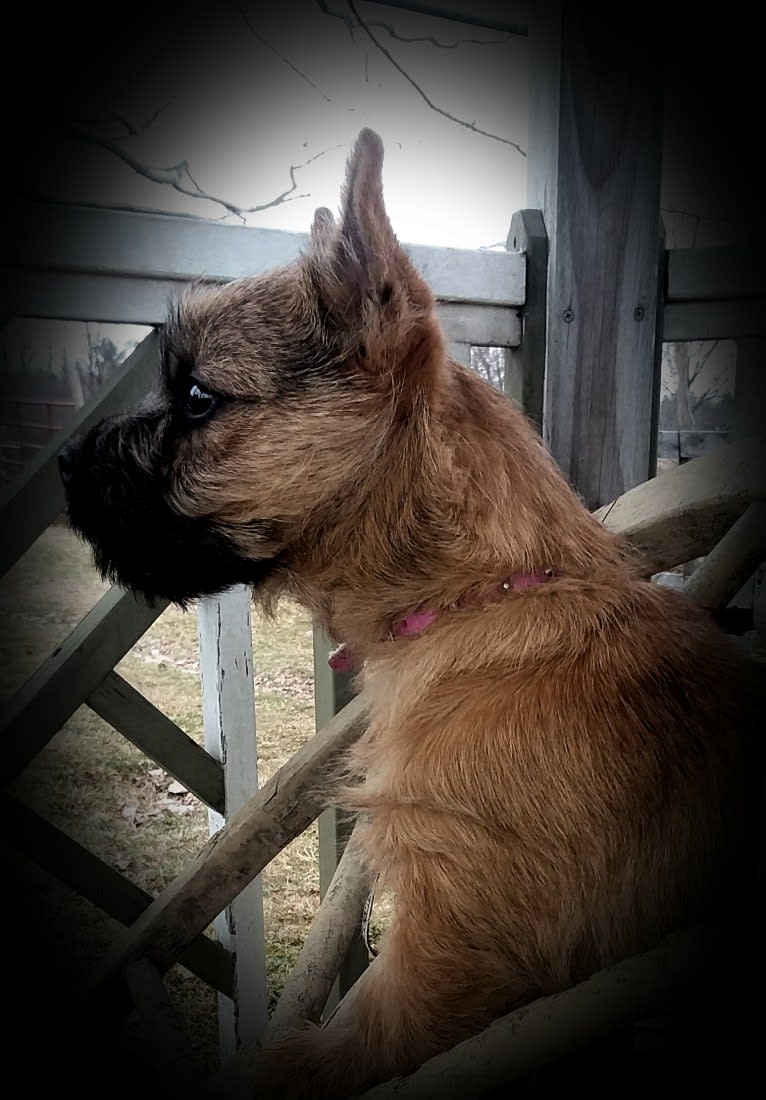 Oliver, a Cairn Terrier tested with EmbarkVet.com