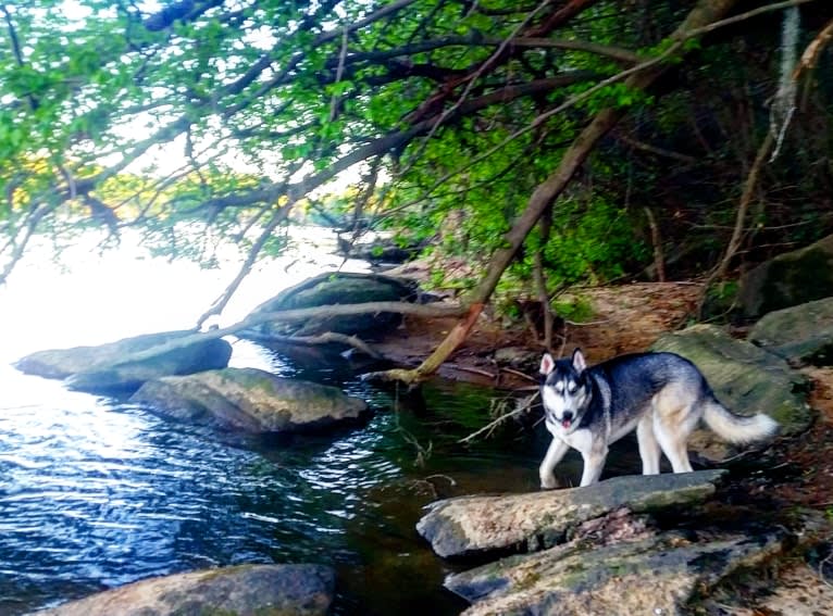 Teko, a Siberian Husky tested with EmbarkVet.com