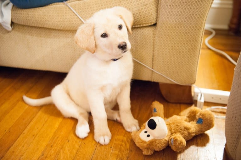 Josie, a Labrador Retriever and German Shepherd Dog mix tested with EmbarkVet.com