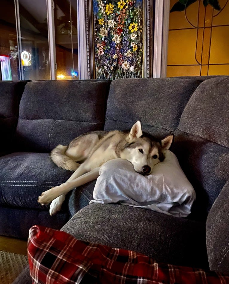 Buck, a Siberian Husky and German Shepherd Dog mix tested with EmbarkVet.com