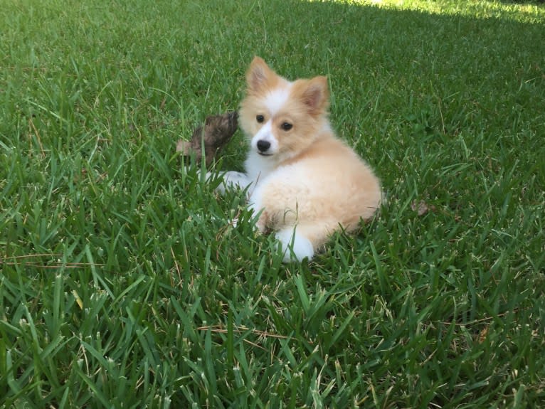 Foxley, a Pomeranian tested with EmbarkVet.com