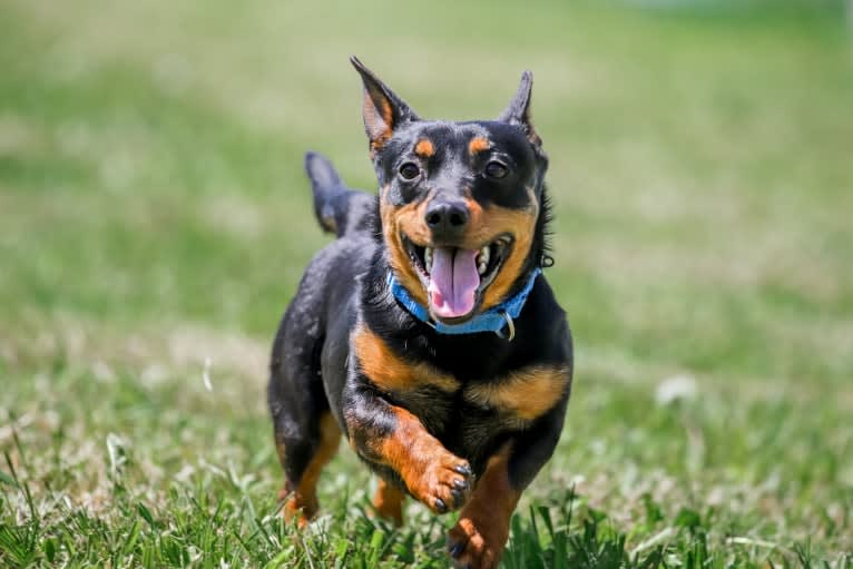 Banksy, a Lancashire Heeler tested with EmbarkVet.com