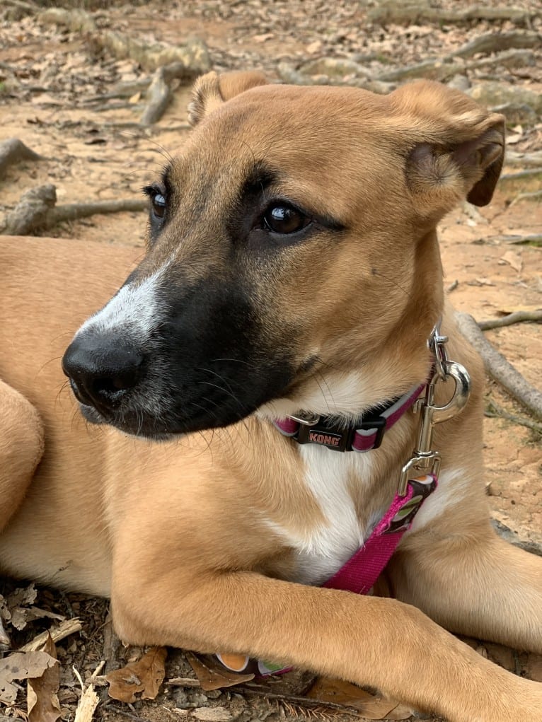 Brownie, an American Pit Bull Terrier and German Shepherd Dog mix tested with EmbarkVet.com