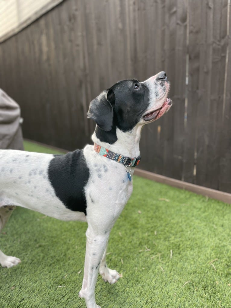 Finnegan, a Boxer and German Shorthaired Pointer mix tested with EmbarkVet.com