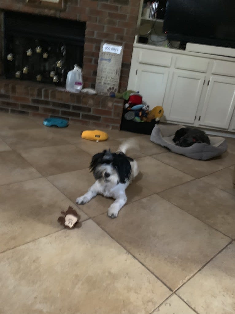 Benito, a Havanese tested with EmbarkVet.com