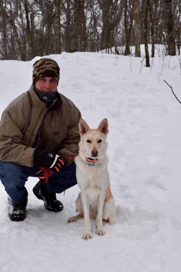 Moxie, a German Shepherd Dog and Siberian Husky mix tested with EmbarkVet.com