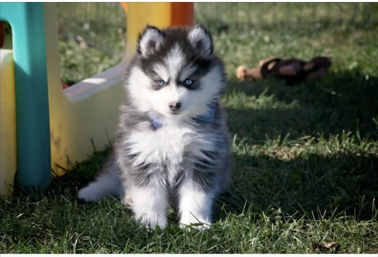 Summit/Logan, a Pomsky tested with EmbarkVet.com