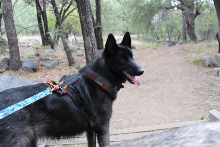 Ame, a Belgian Sheepdog and German Shepherd Dog mix tested with EmbarkVet.com