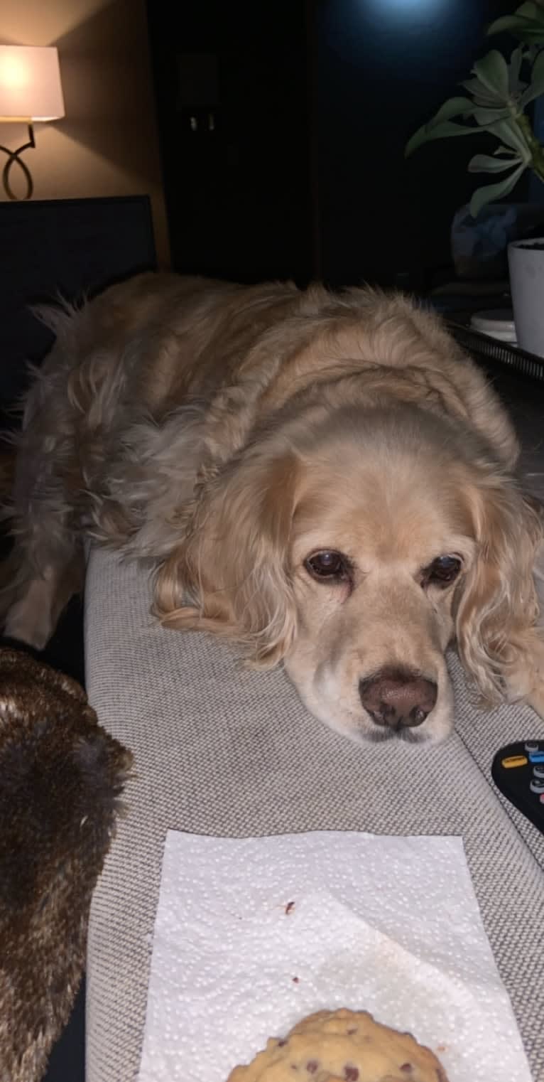 Yogi, a Cocker Spaniel and Australian Cattle Dog mix tested with EmbarkVet.com