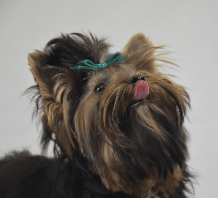 Maui, a Biewer Terrier and Havanese mix tested with EmbarkVet.com