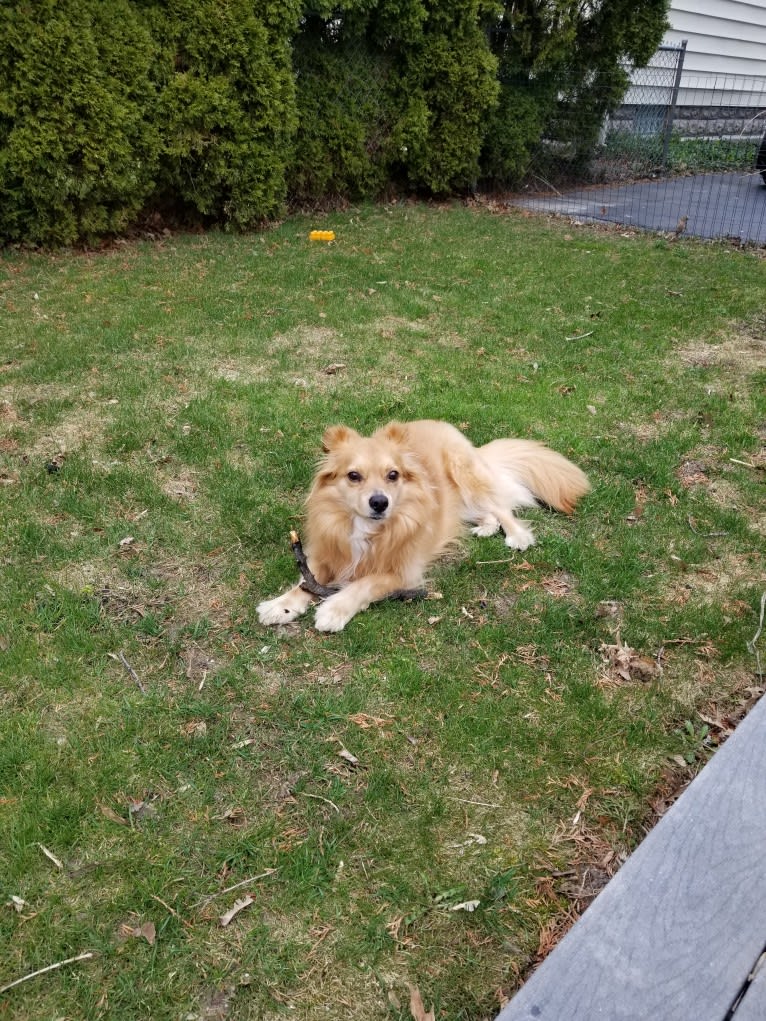 Scout, a German Shepherd Dog and Great Pyrenees mix tested with EmbarkVet.com