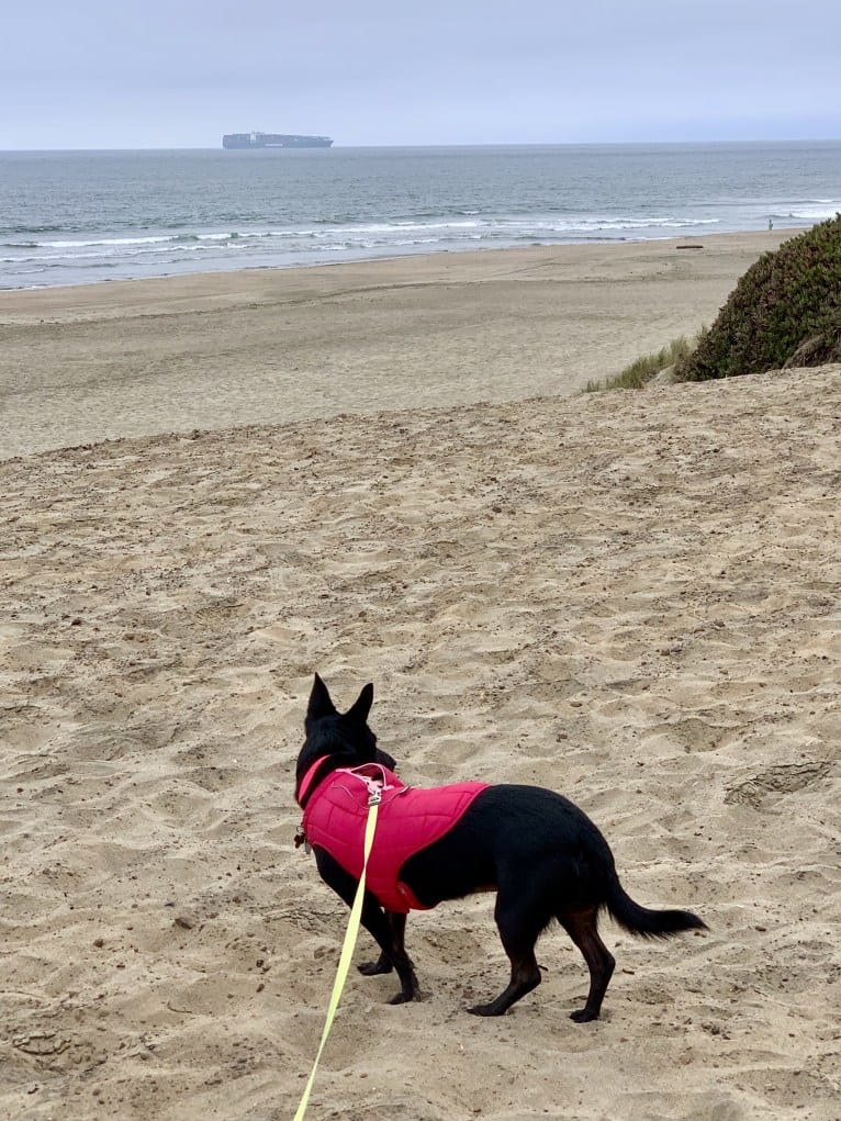 Lily, a German Shepherd Dog and Chihuahua mix tested with EmbarkVet.com