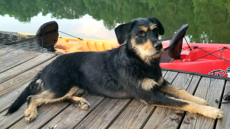 Dayna, a Labrador Retriever and Doberman Pinscher mix tested with EmbarkVet.com