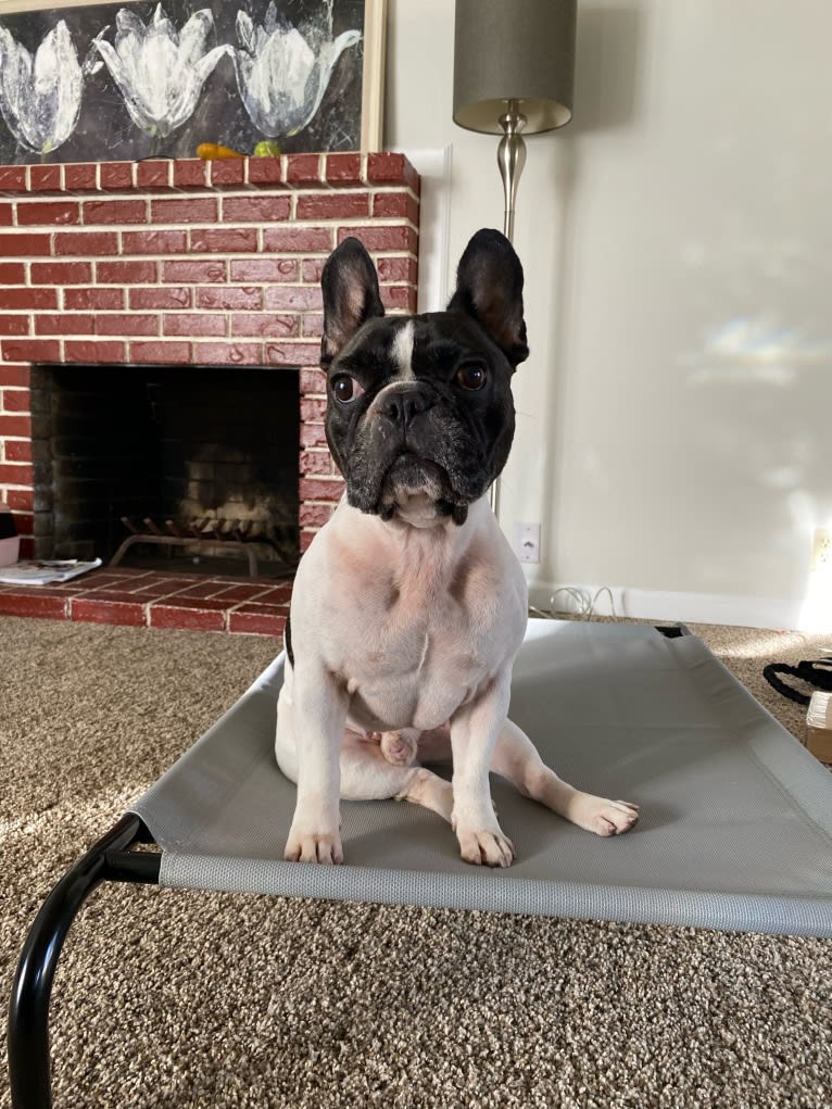 Koichi “Kohh”, a French Bulldog tested with EmbarkVet.com